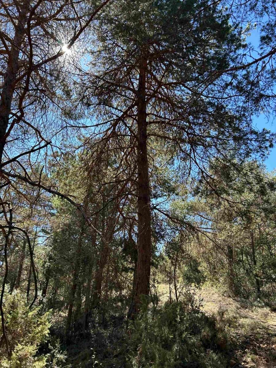 Finca/Landehus til salg i El Toro - € 416.000 (Ref: 9239269)