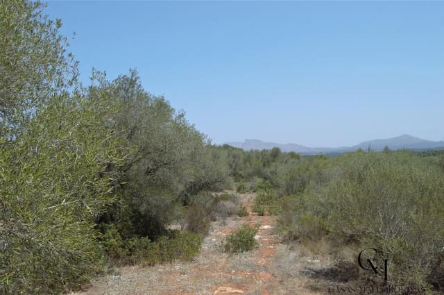 Bouwgrond te koop in Ca'n Picafort, Santa Margalida - € 430.000 (Ref: 9996088)