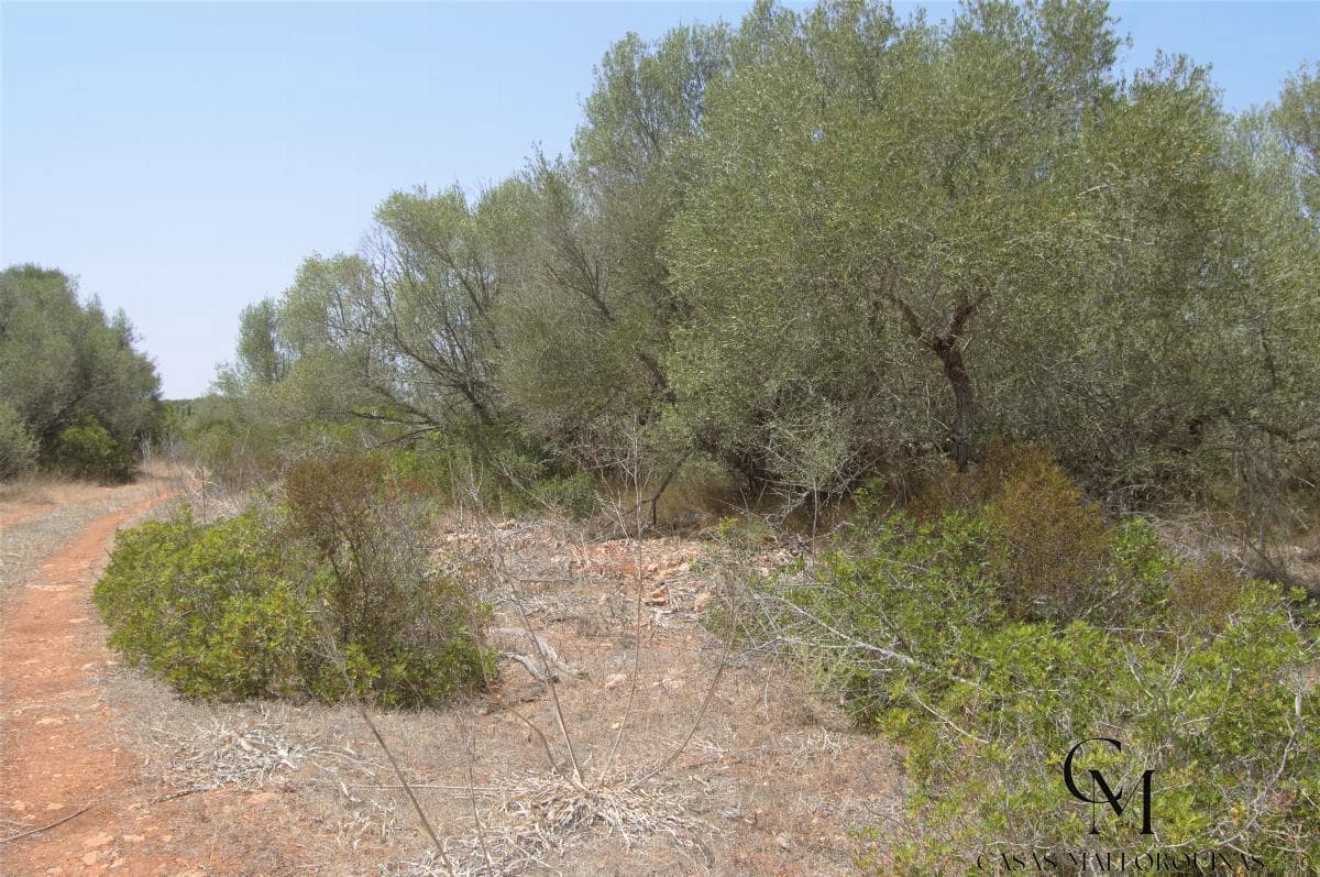 Bouwgrond te koop in Ca'n Picafort - € 430.000 (Ref: 9996088)