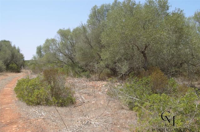 Bouwgrond te koop in Ca'n Picafort, Santa Margalida - € 430.000 (Ref: 9996088)