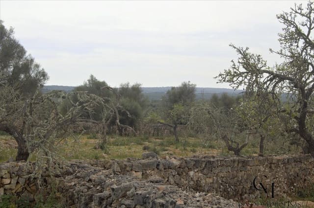 Tontti myytävänä paikassa Santa Margalida - 160 000 € (Ref: 9996146)