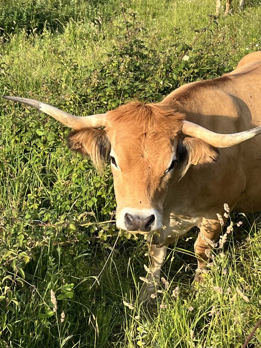 2 bedroom Finca/Country House for sale in Llanes with garage €
