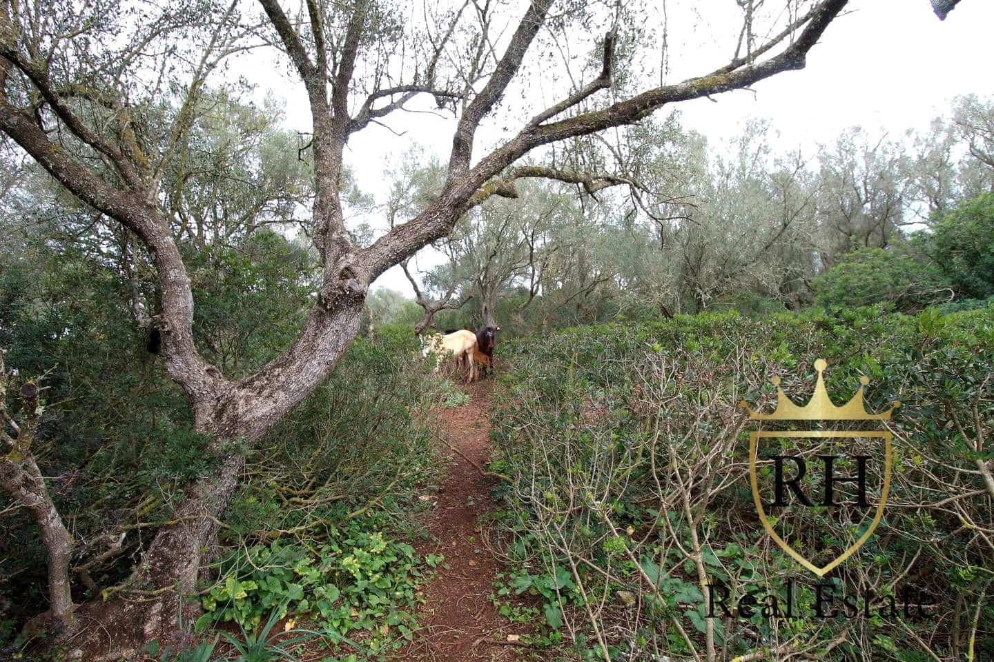 Ubebygd land til salgs i Felanitx - € 790 000 (Ref: 8779801)