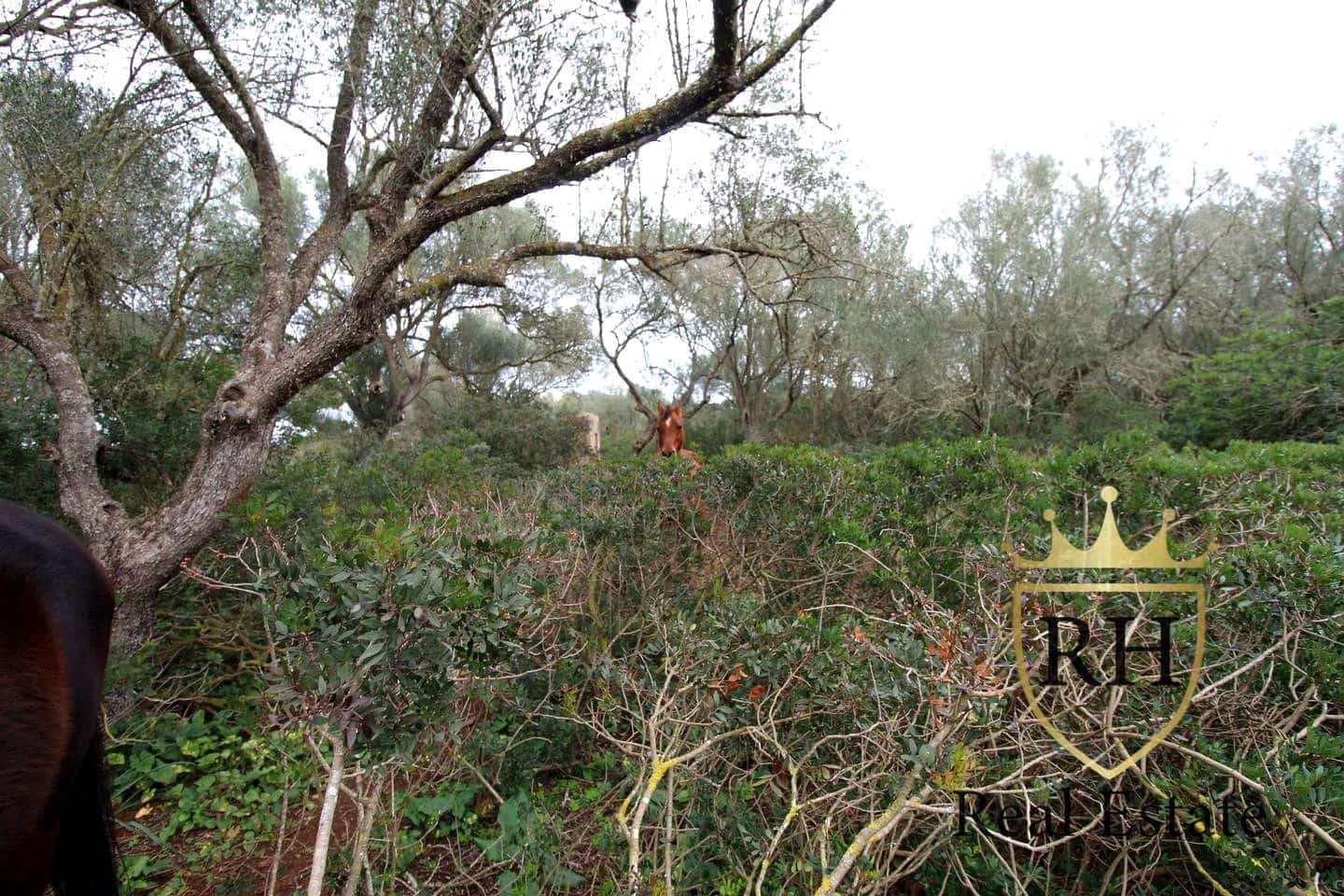 Ubebygd land til salgs i Felanitx - € 790 000 (Ref: 8779801)