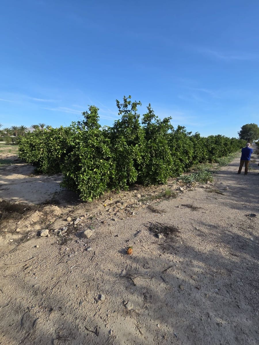 Finca/Casa di Campagna in vendita in Albatera - 175.000 € (Rif: 9752218)