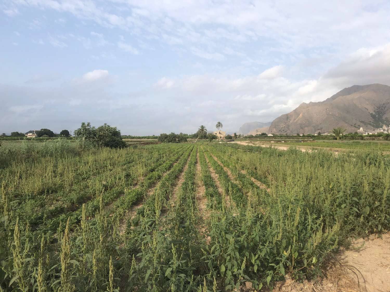 Finca/Landgut zu verkaufen in Callosa de Segura - 89.900 € (Ref: 9752226)