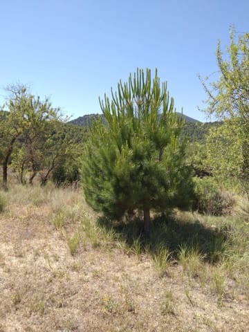 Finca/Casa di Campagna in vendita in Mula - 550.000 € (Rif: 9752231)