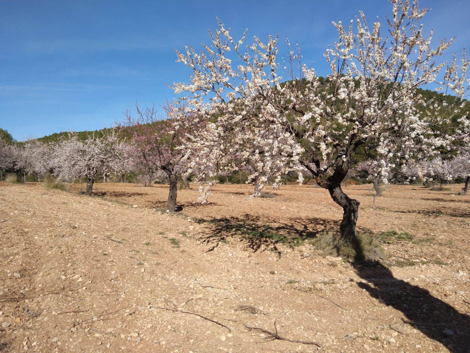 Maalaistalo myytävänä paikassa Mula - 550 000 € (Ref: 9752231)
