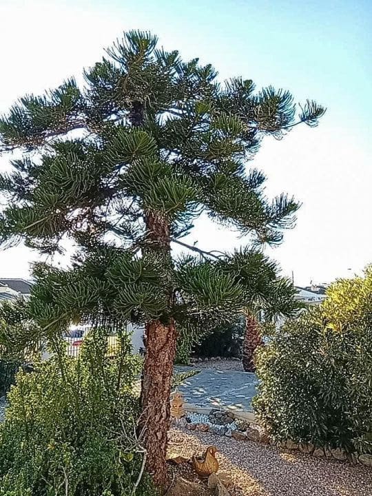 4 sovrum Villa till salu i Torrevieja - 460 000 € (Ref: 9801334)