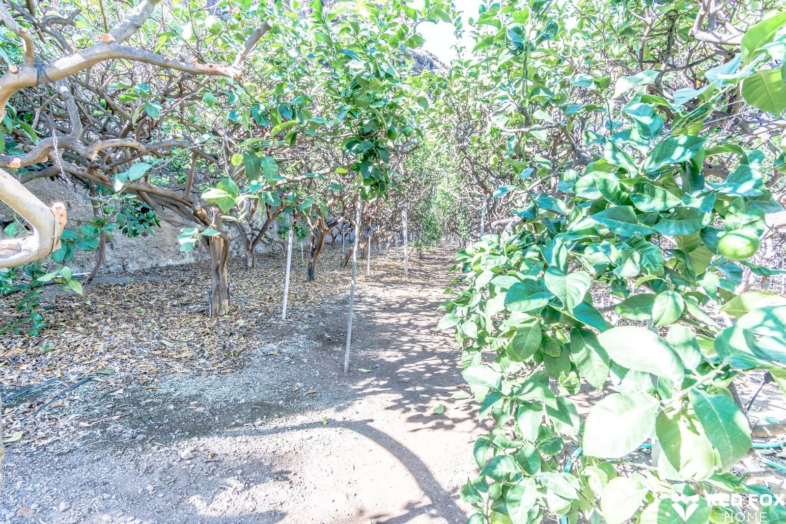 Mark till salu i Buenavista del Norte - 500 000 € (Ref: 8765965)