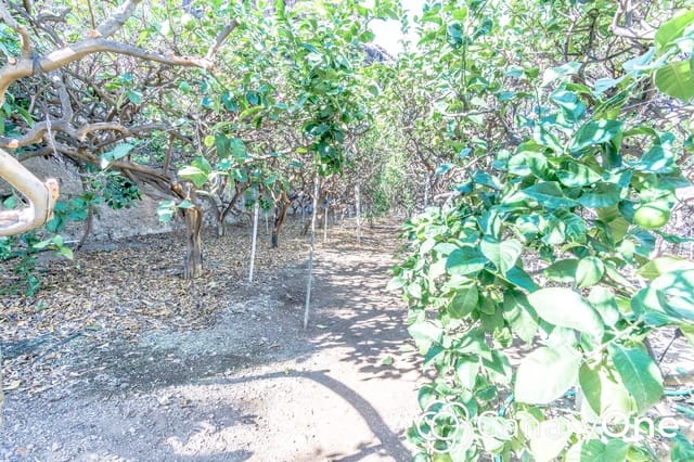 Terreno Non Edificato in vendita in Buenavista del Norte - 465.000 € (Rif: 8765965)