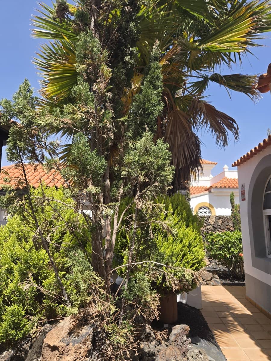 4 chambre Villa/Maison à vendre à Caleta de Fuste avec piscine - 849 000 € (Ref: 9798101)