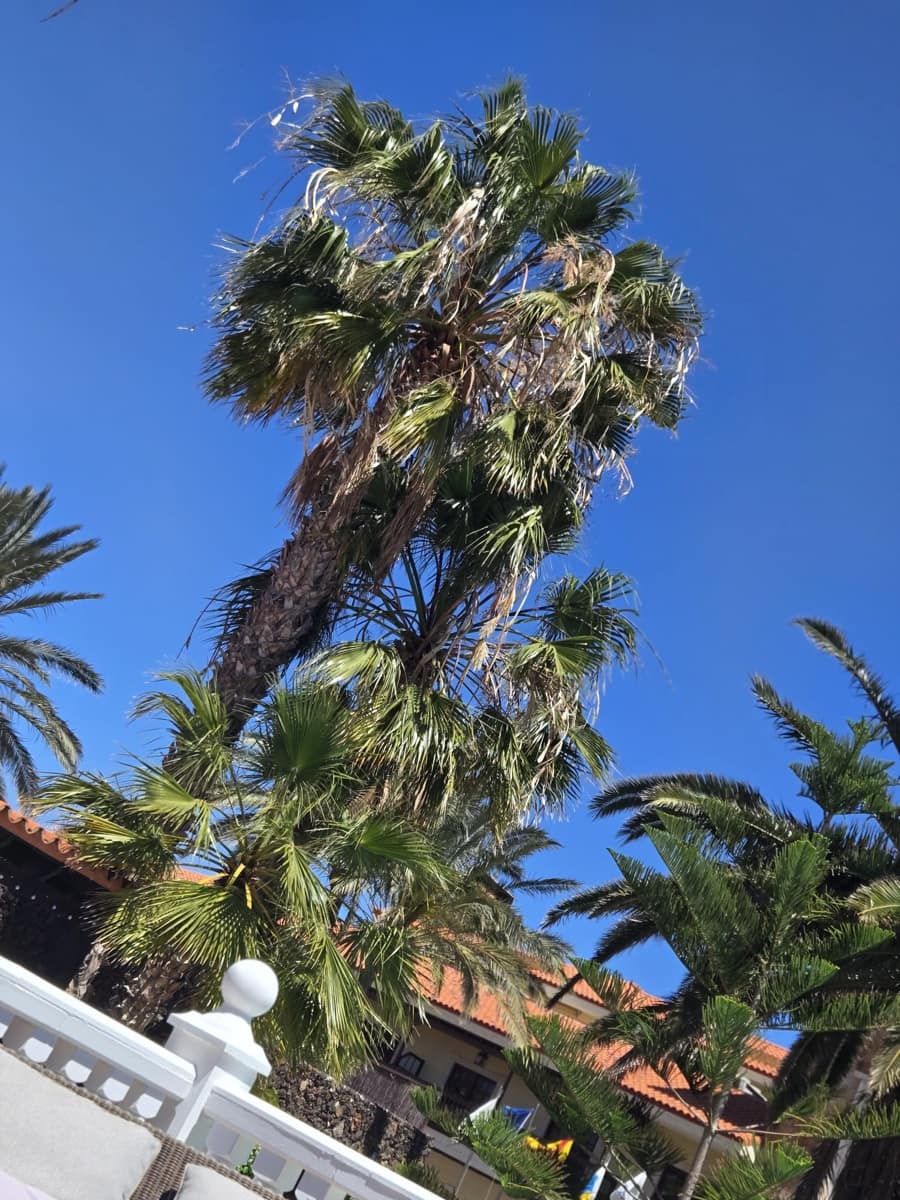 4 chambre Villa/Maison à vendre à Caleta de Fuste avec piscine - 849 000 € (Ref: 9798101)