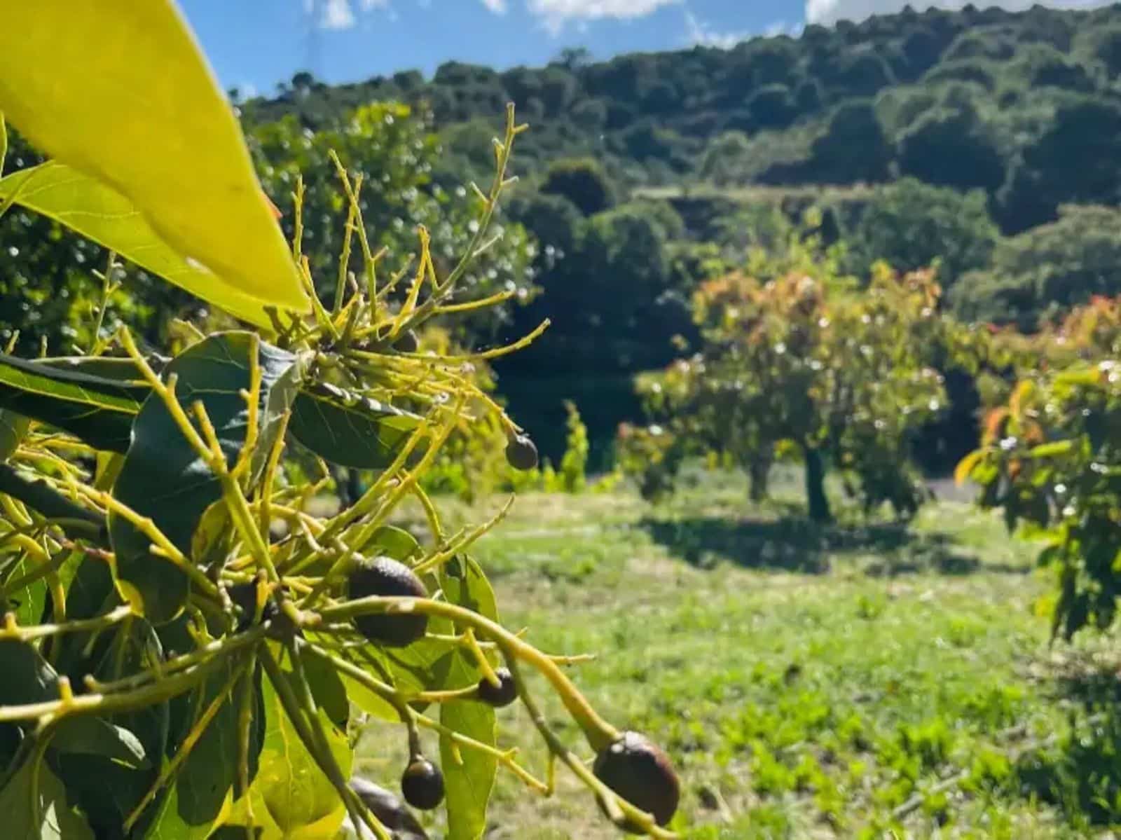 3 Zimmer Finca/Landgut zu verkaufen in Estepona - 519.000 € (Ref: 10020644)