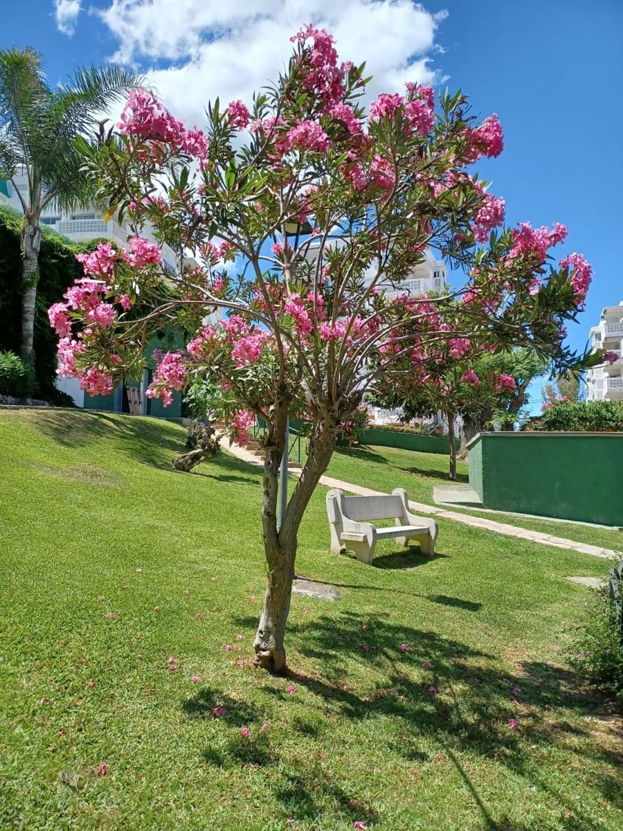 2 sypialnia Penthouse na sprzedaż w Estepona - 295 000 € (Ref: 10153402)
