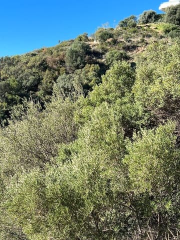 Działka budowlana na sprzedaż w Los Monteros, Marbella - 1 950 000 € (Ref: 10153458)