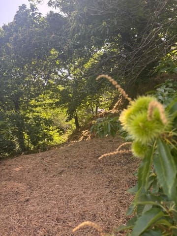 Bouwgrond te koop in Selwo, Estepona - € 4.600.000 (Ref: 9504115)