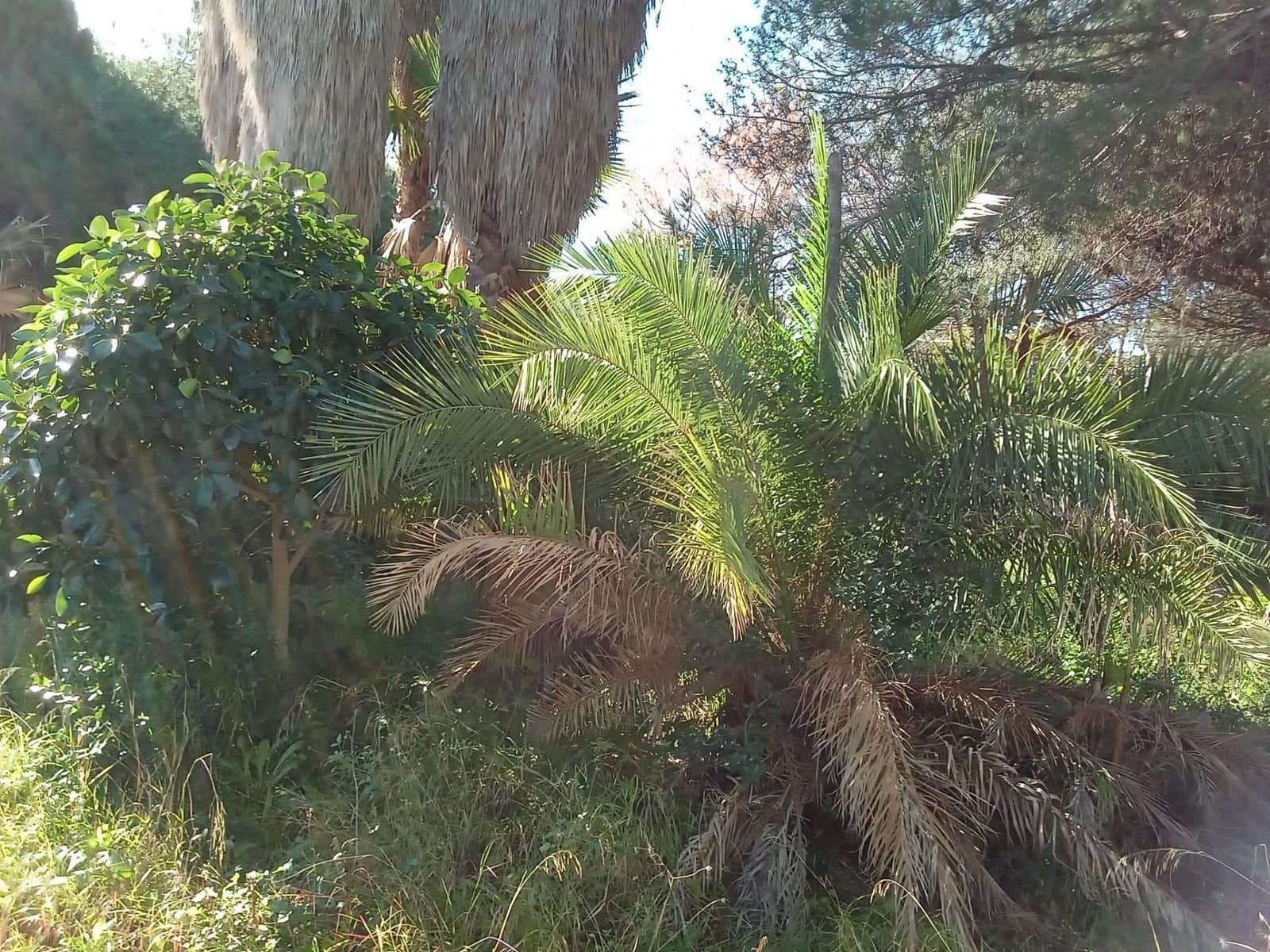 Byggegrund til salg i Las Chapas - € 1.600.000 (Ref: 9512149)