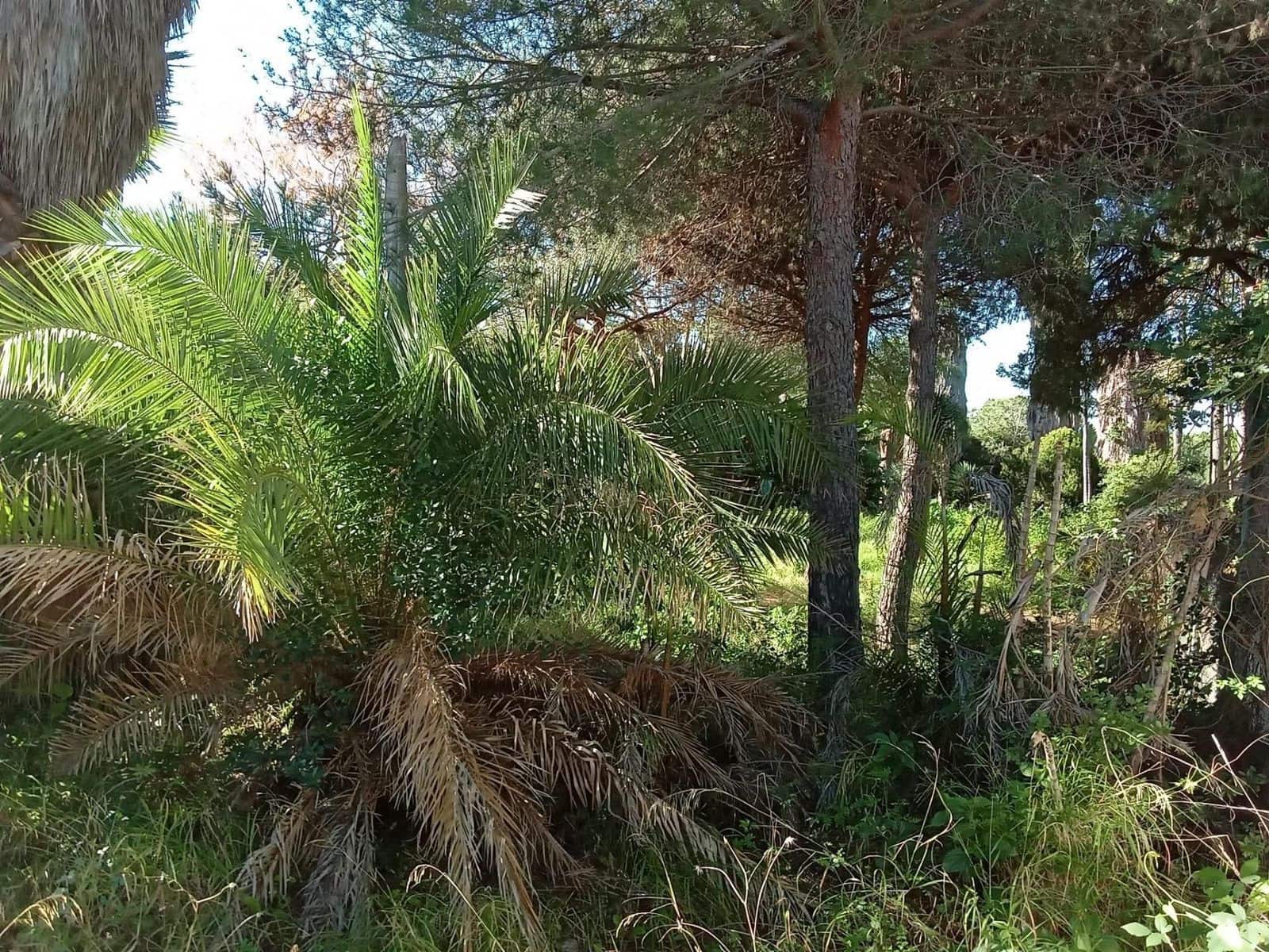 Byggegrund til salg i Las Chapas - € 1.600.000 (Ref: 9512149)