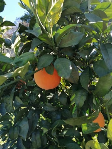 4 makuuhuone Huvila myytävänä paikassa Selwo, Estepona - 2 500 000 € (Ref: 9607648)