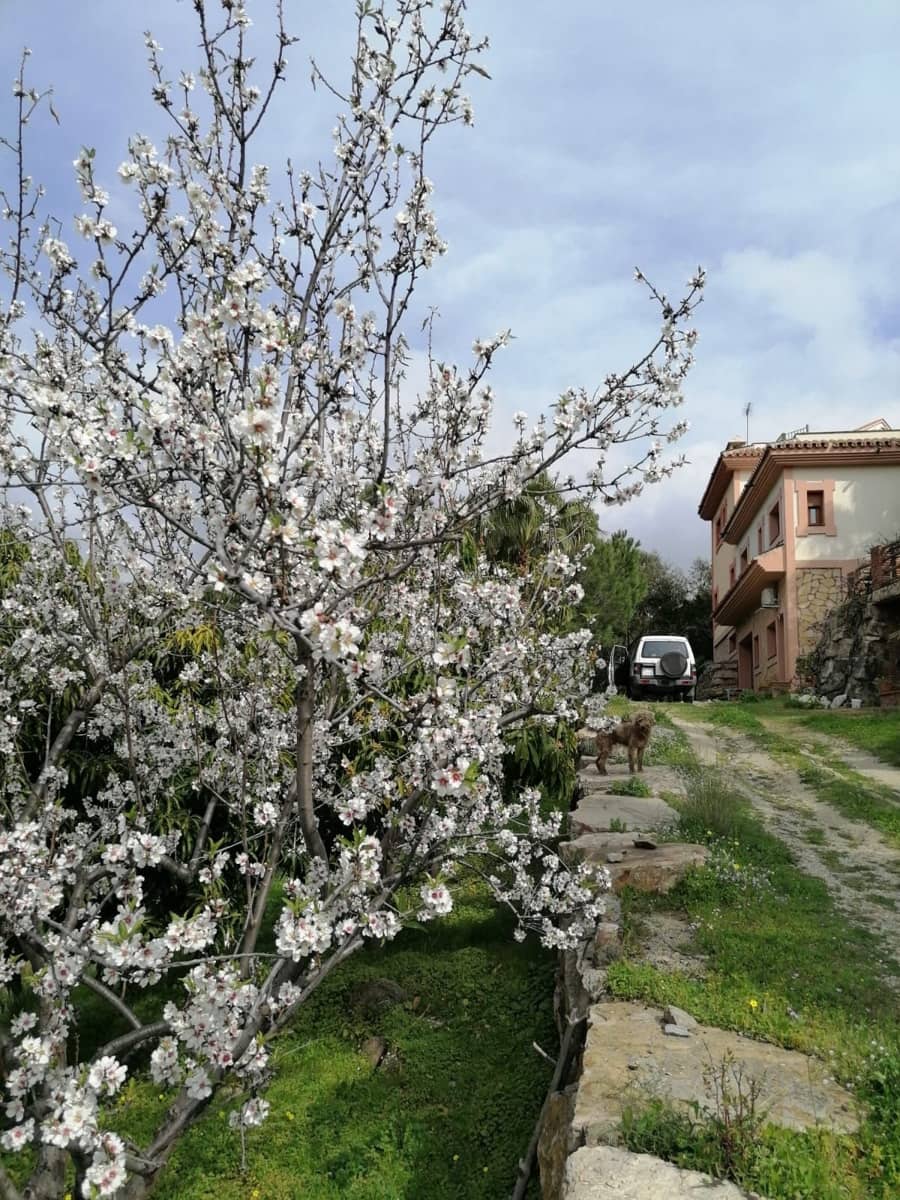 4 makuuhuone Huvila myytävänä paikassa New Golden Mile - 2 500 000 € (Ref: 9607648)