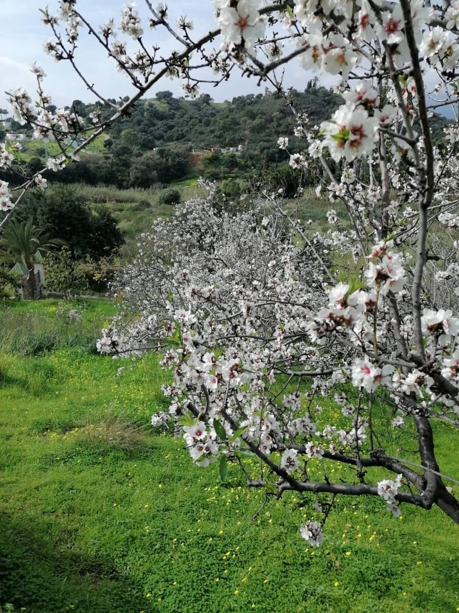 4 makuuhuone Huvila myytävänä paikassa New Golden Mile - 2 500 000 € (Ref: 9607648)