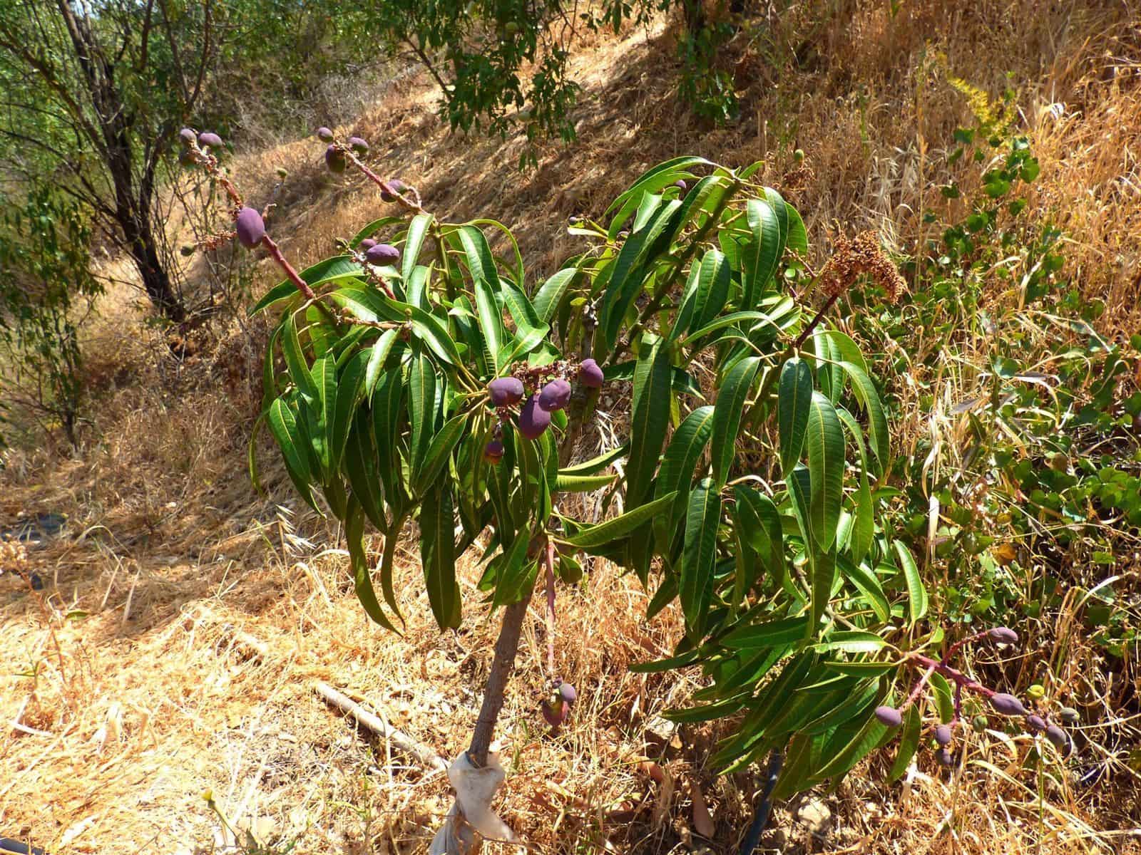Finca/Casa Rural de 6 habitaciones en Mijas Costa en venta - 370.000 € (Ref: 9607869)
