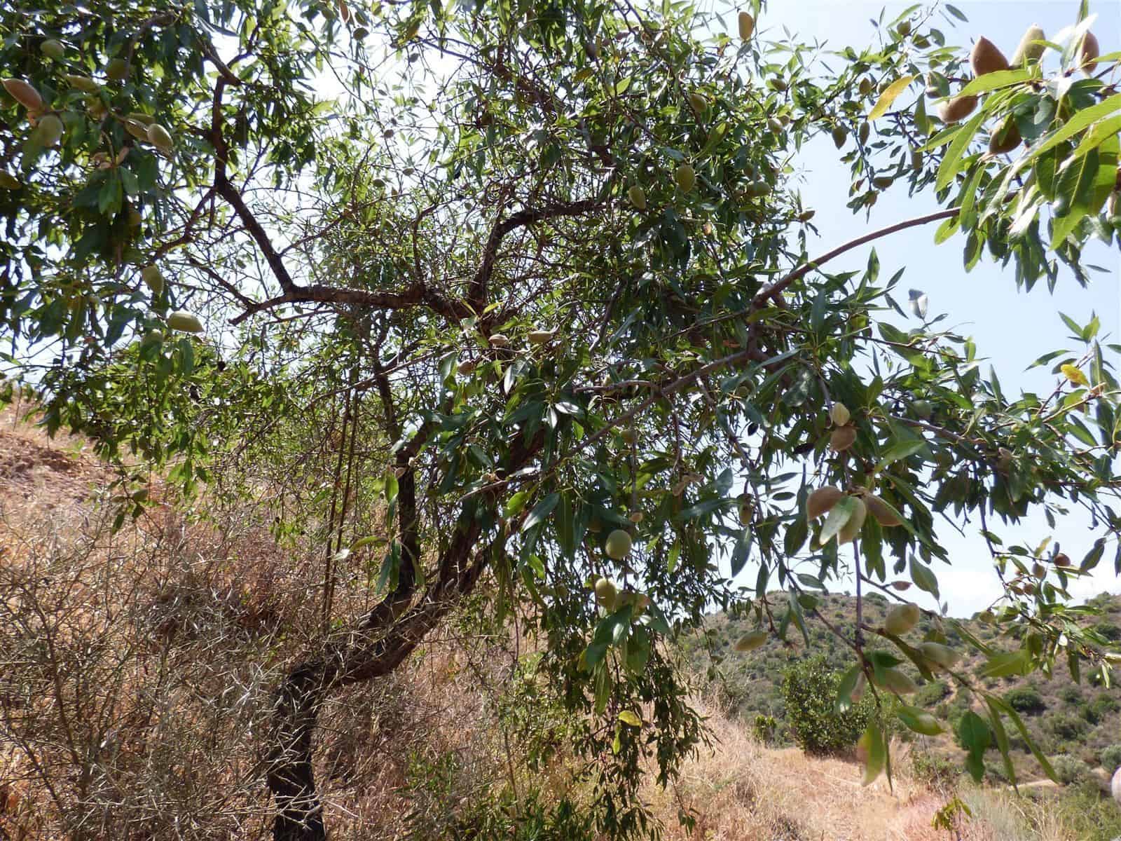 Finca/Casa Rural de 6 habitaciones en Mijas Costa en venta - 370.000 € (Ref: 9607869)