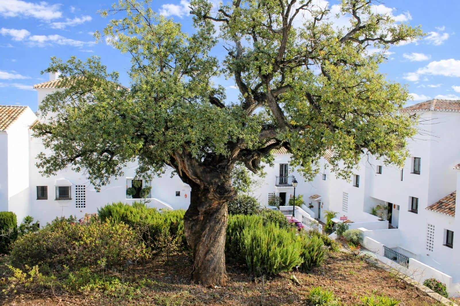 2 quarto Apartamento para venda em Los Monteros - 425 000 € (Ref: 9651606)