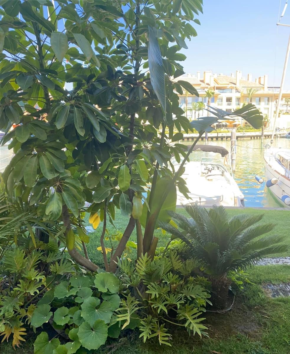 4 sovrum Lägenhet till salu i Sotogrande - 1 585 000 € (Ref: 9784705)