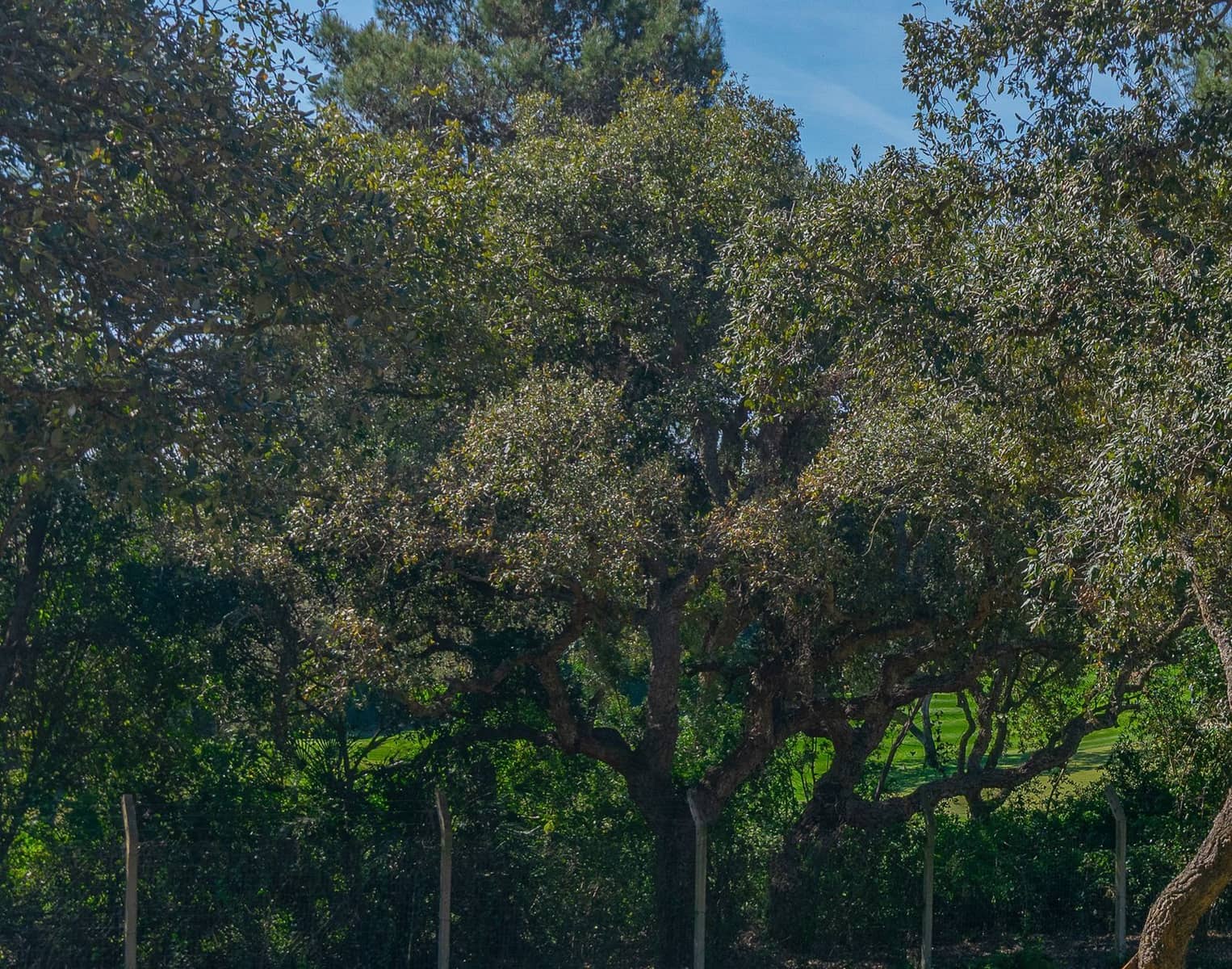 Terreno para Construção para venda em Sotogrande - 2 000 000 € (Ref: 9796343)