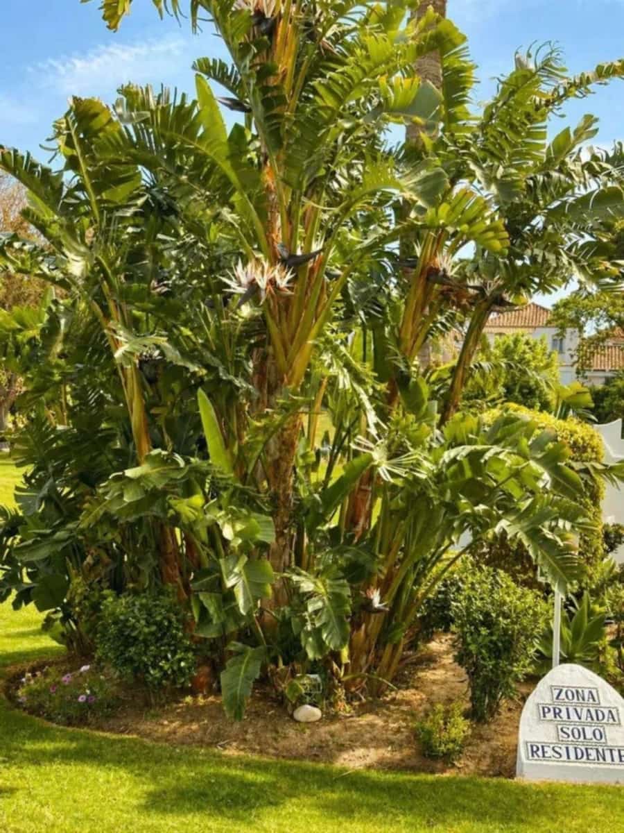 2 soveværelse Lejlighed til salg i Estepona - € 465.000 (Ref: 9812015)