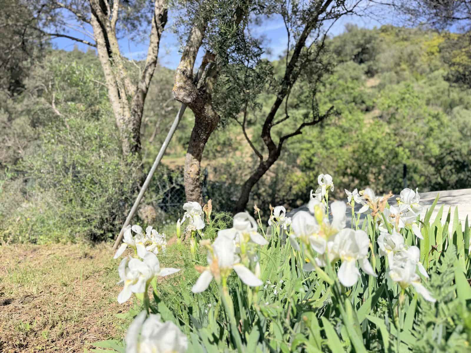 4 Zimmer Finca/Landgut zu verkaufen in Casares - 775.000 € (Ref: 9831057)
