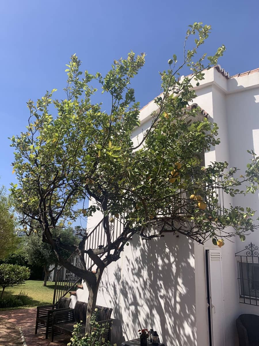 5 makuuhuone Huvila myytävänä paikassa San Pedro de Alcantara - 950 000 € (Ref: 9851372)