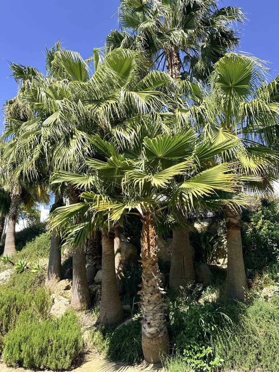 2 soverom Leilighet til salgs i Buenas Noches - € 395 000 (Ref: 9864866)