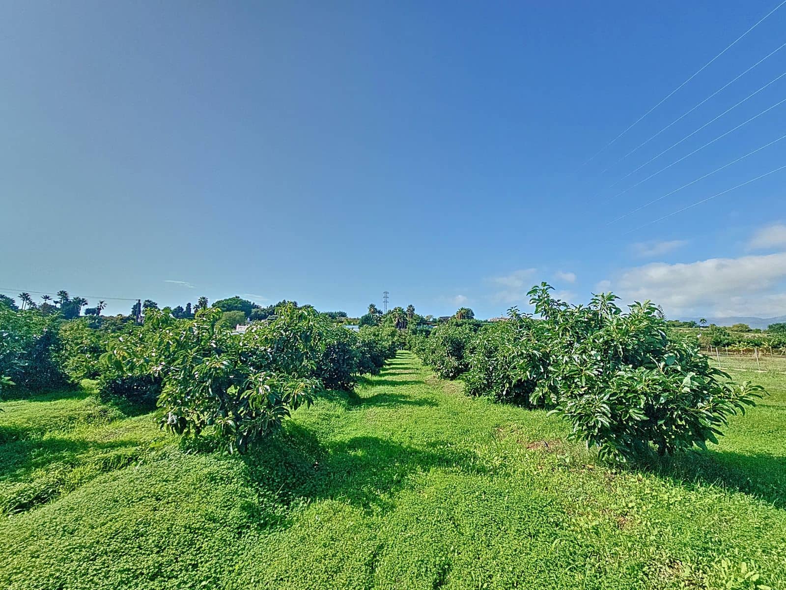 3 slaapkamer Finca/Landhuis te koop in El Padron - € 490.000 (Ref: 9967528)