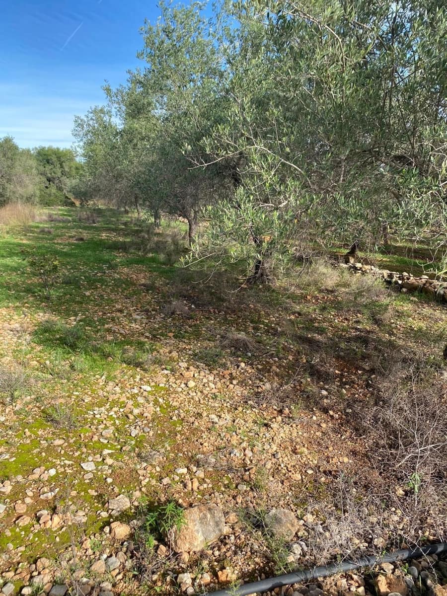 Quinta/Casa Rural para venda em Benicarlo - 45 000 € (Ref: 8699409)