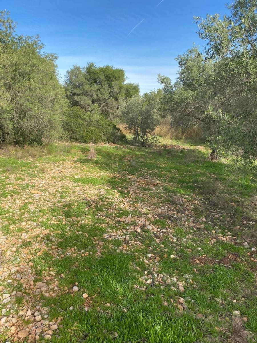 Quinta/Casa Rural para venda em Benicarlo - 45 000 € (Ref: 8699409)