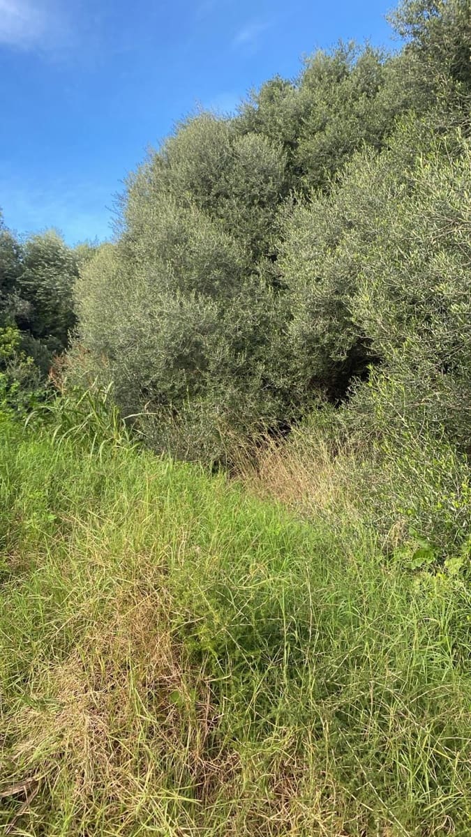 Quinta/Casa Rural para venda em Benicarlo - 29 000 € (Ref: 8917641)