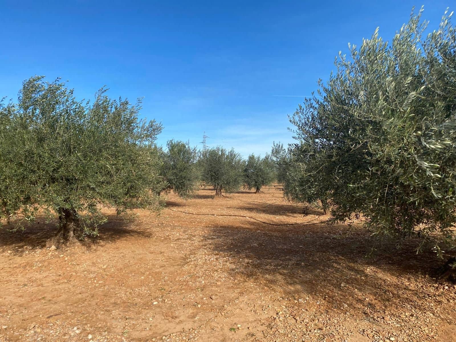 Finca/Landhuis te koop in Benicarlo - € 50.000 (Ref: 8917642)