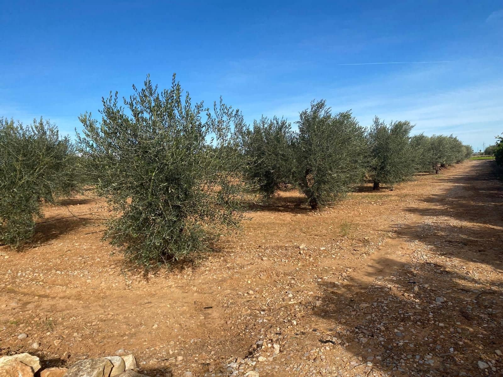 Finca/Landhuis te koop in Benicarlo - € 50.000 (Ref: 8917642)