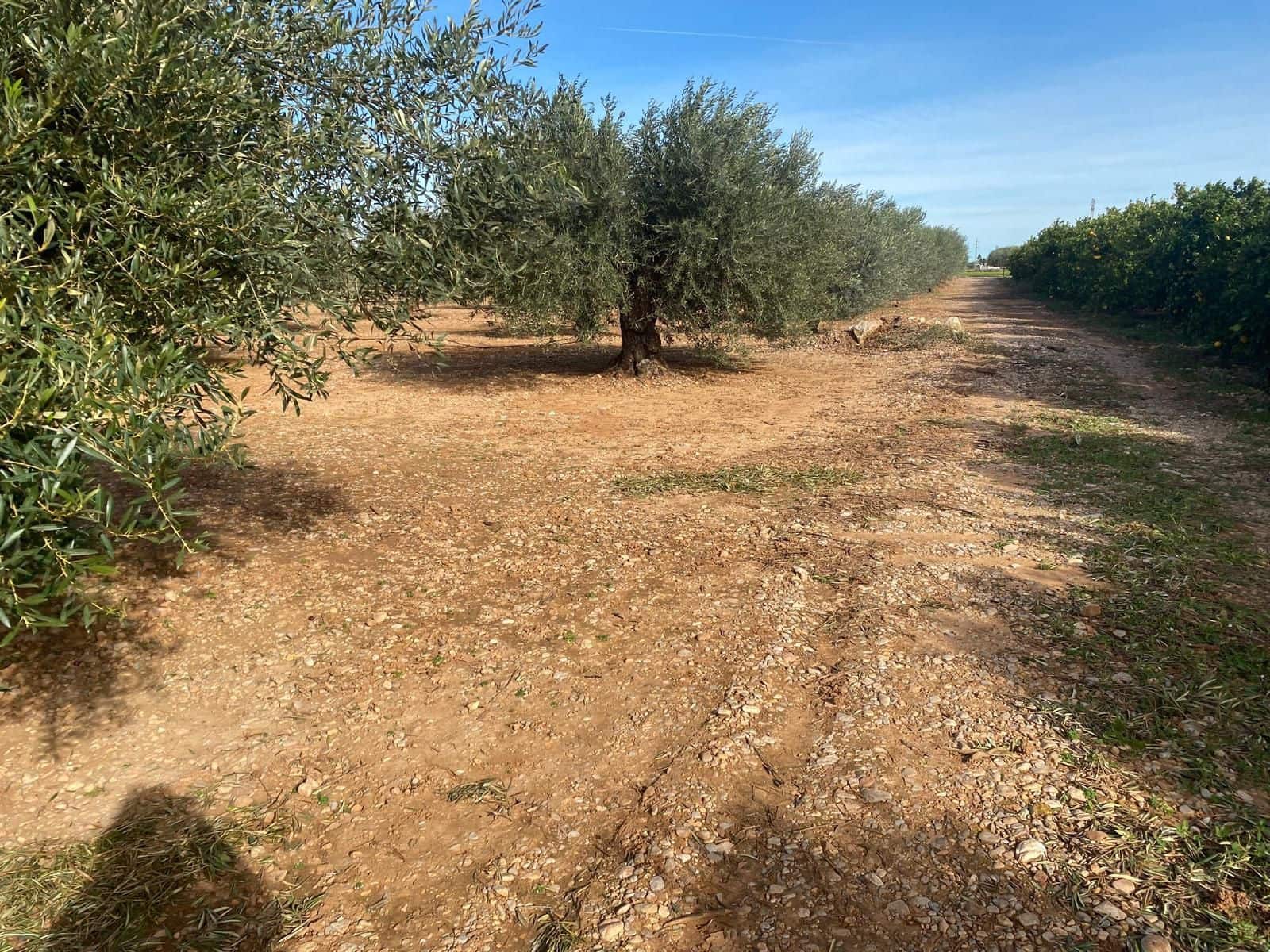 Finca/Landhuis te koop in Benicarlo - € 50.000 (Ref: 8917642)