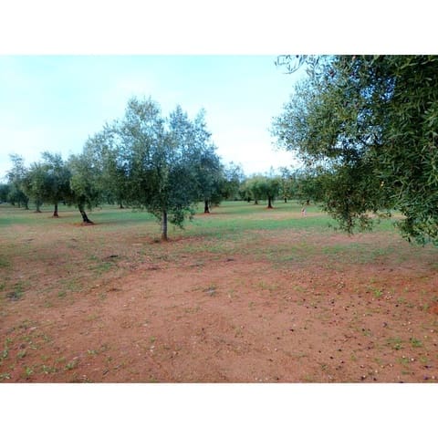 Finca/Country House for sale in Cervera del Maestre / Cervera del Maestrat - € 34,000 (Ref: 9400352)