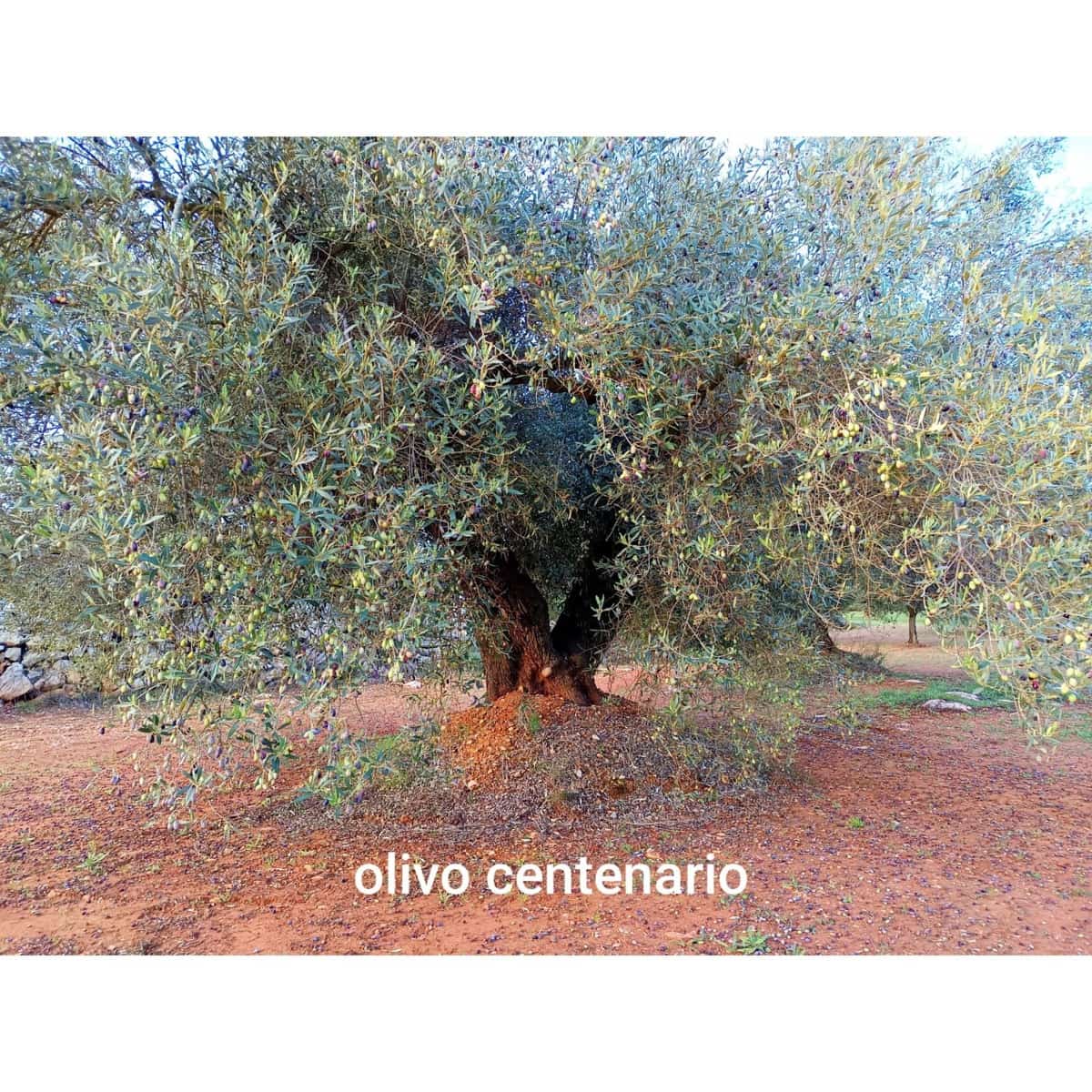 Finca/Hus på landet till salu i Cervera del Maestre / Cervera del Maestrat - 34 000 € (Ref: 9400352)