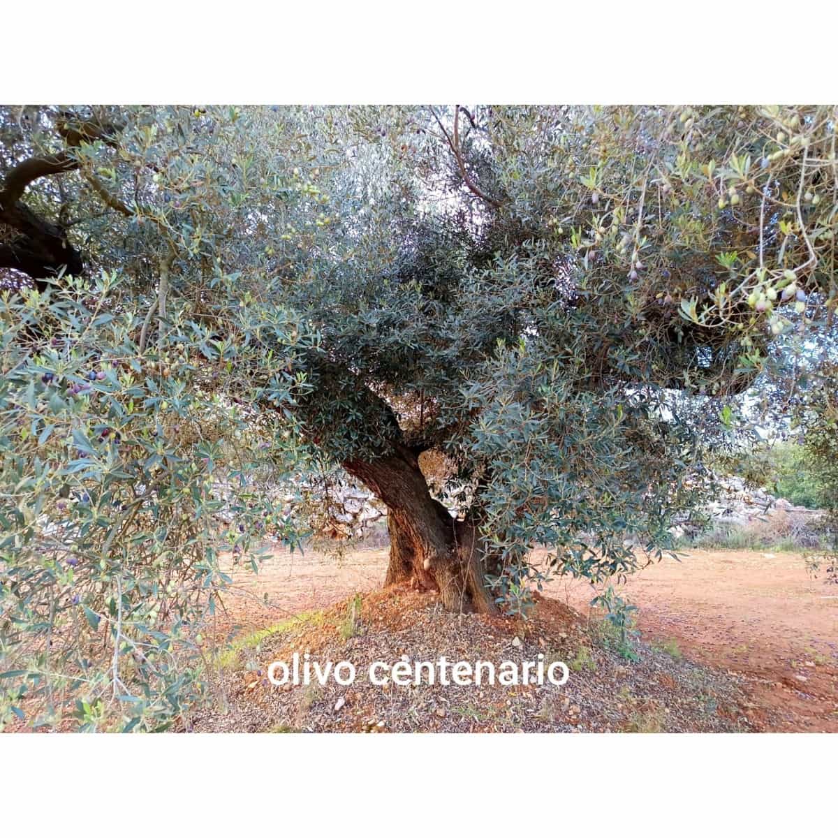 Finca/Hus på landet till salu i Cervera del Maestre / Cervera del Maestrat - 34 000 € (Ref: 9400352)