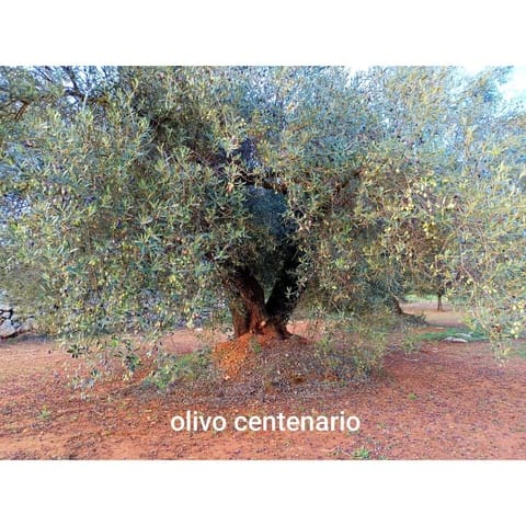 Finca/Country House for sale in Cervera del Maestre / Cervera del Maestrat - € 34,000 (Ref: 9400352)