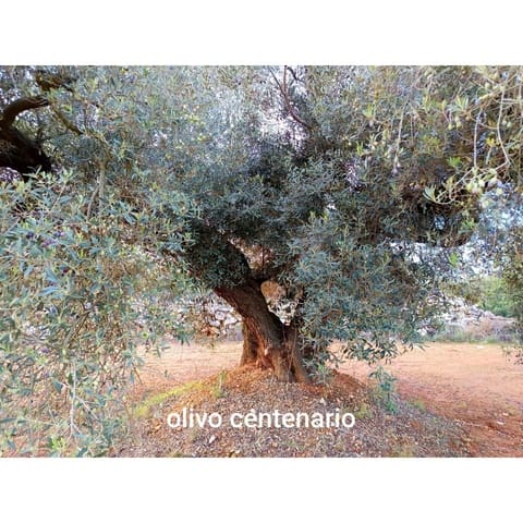 Finca/Country House for sale in Cervera del Maestre / Cervera del Maestrat - € 34,000 (Ref: 9400352)