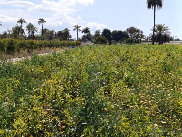 Undeveloped Land for sale in Elche / Elx - € 62,000 (Ref: 8393040)