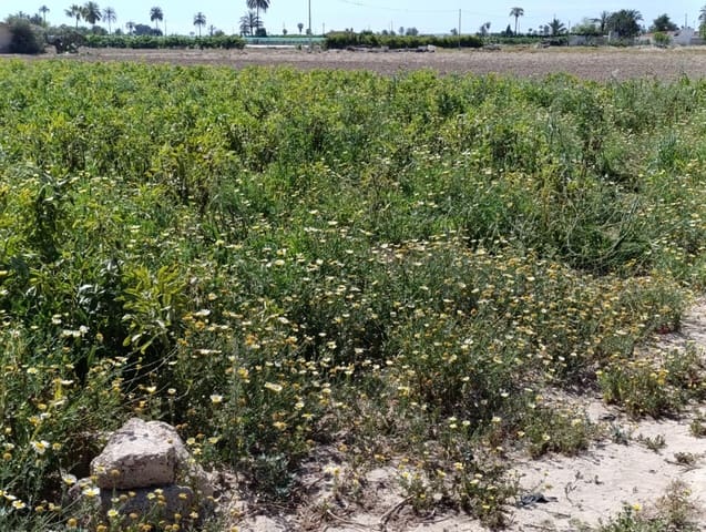 Undeveloped Land for sale in Elche / Elx - € 62,000 (Ref: 8393040)