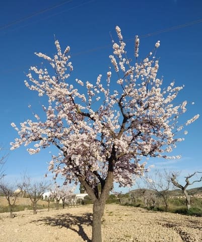 Bouwgrond te koop in Hondón de las Nieves - € 70.000 (Ref: 8393055)